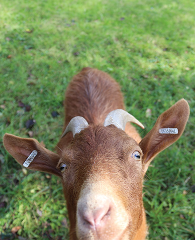 Glorious Goats - Kingston Maurward Gardens & Animal Park